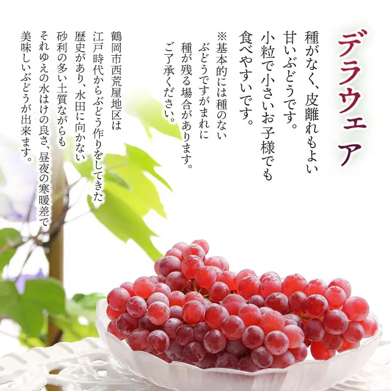 【令和8年産先行予約】 デラウェア 約1kg（5～6房） 山形県鶴岡市産　ヤマトク