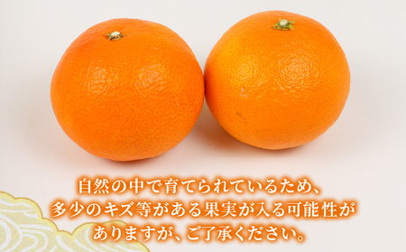 みかん 贈答用 愛果28号 2 ~ 3kg 化粧箱入 矢野青果 柑橘 蜜柑 mikan 高級 ブランド 限定 人気 品種 甘い ゼリー プルプル 果物 くだもの フルーツ 人気のみかん 美味しいみかん 濃厚 贈答品 数量限定 産地直送 先行予約 国産 愛媛 宇和島 B012-171004