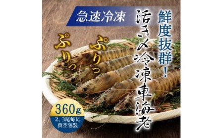 鮮度抜群！活き〆冷凍車海老（360g）・通_29100A