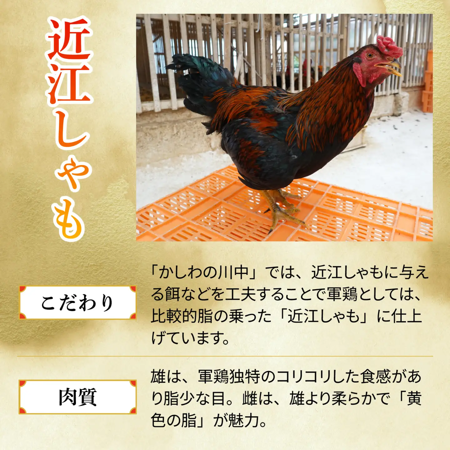 【かしわの川中】超新鮮＆美味！大津市で飼育した近江しゃもor名古屋コーチン！約600g（2〜3人前）[G005] / しゃも 軍鶏