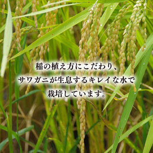 【令和7年産】コシヒカリ　2kg【 安心 美味しい お米 おにぎり 茨城県 北茨城市】(BD101)