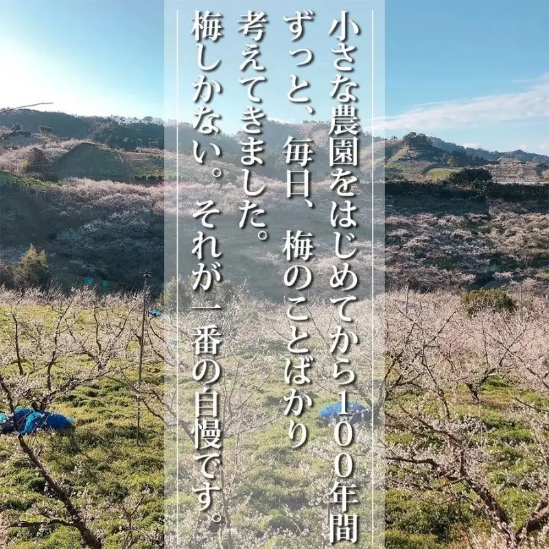 【家庭用】みなべの梅（しそ漬け）1.2kg　塩分約10％  baijuen004B【baijuen004B】