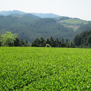 [八女茶]奥八女星野村 深蒸し高級煎茶(深蒸し茶)100g×2袋【059-0017】