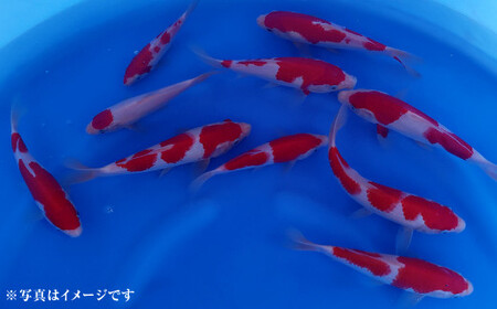 164-906 【指定日必須】rk-koi産 錦鯉ミックス 10～15cm 10尾 セット