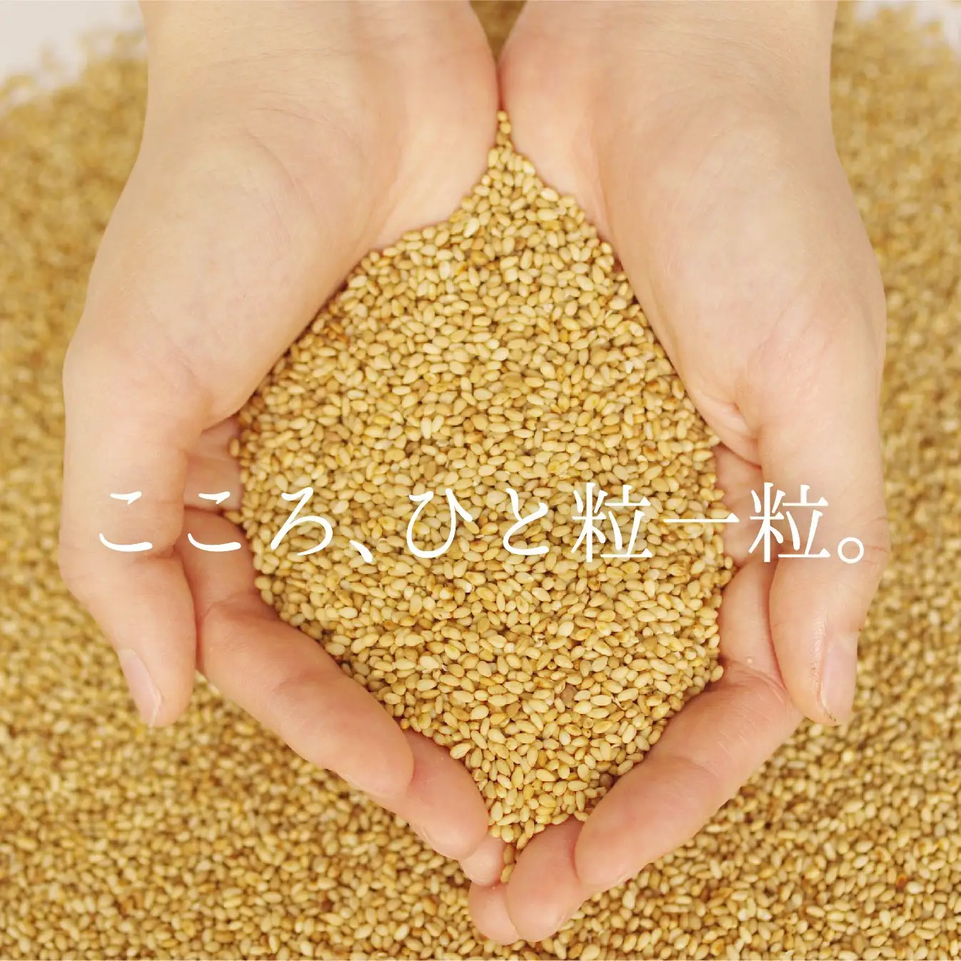 九鬼産業 太白純正胡麻油1650ｇ×2本セット 創業明治19年 ごま油の老舗「九鬼」 いつもの味を上質に変えるごま油。老舗 ゴマ油 胡麻油 ごま油 ドレッシング 調味料 料理 お祝い 贈答品 贈り物 ギフト ミシュラン 2つ星の割烹でも使用 四日市 四日市市 四日市市ふるさと納税