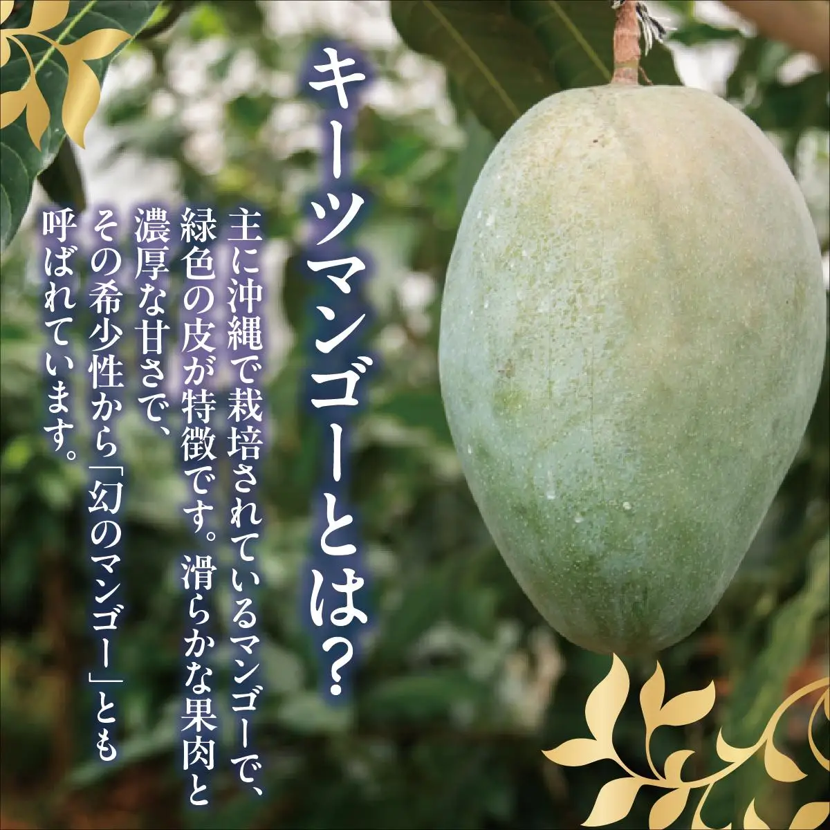 ＜訳あり・ご家庭用＞幻のキーツマンゴー約2kg（白箱）2玉～7玉   
