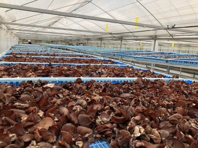 0102205 高知県産仁淀川きくらげホールタイプ100g×1袋 （仁淀川町ツボイ産）