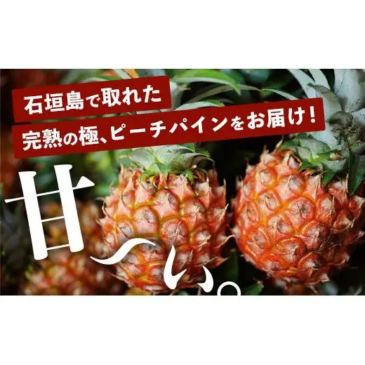 【先行予約】石垣島産パイナップル ピーチパイン3個セットTF-1-1_R8