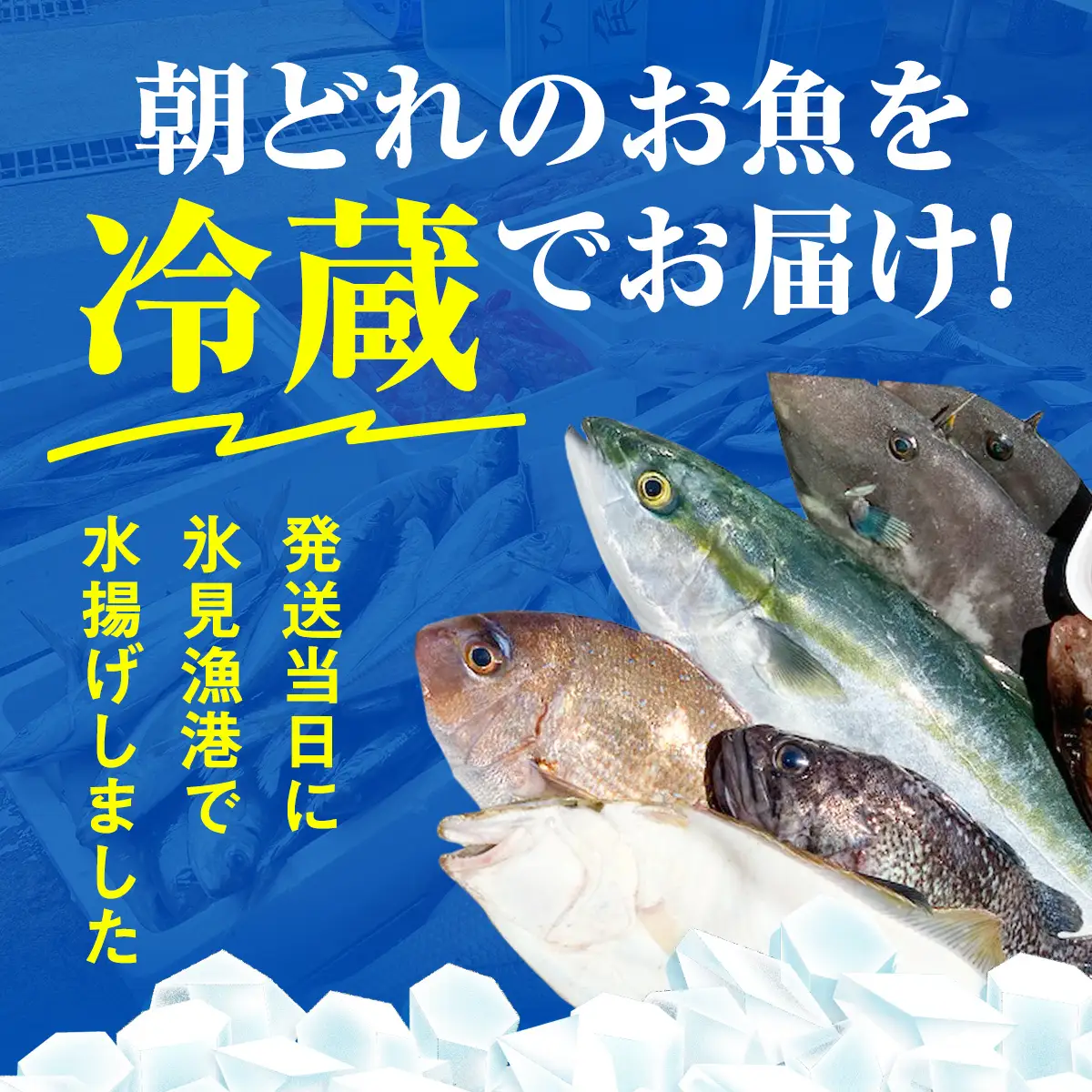 【配送地域限定】 産地直送の朝どれ鮮魚お刺身セット 2〜３人前 平日お届け