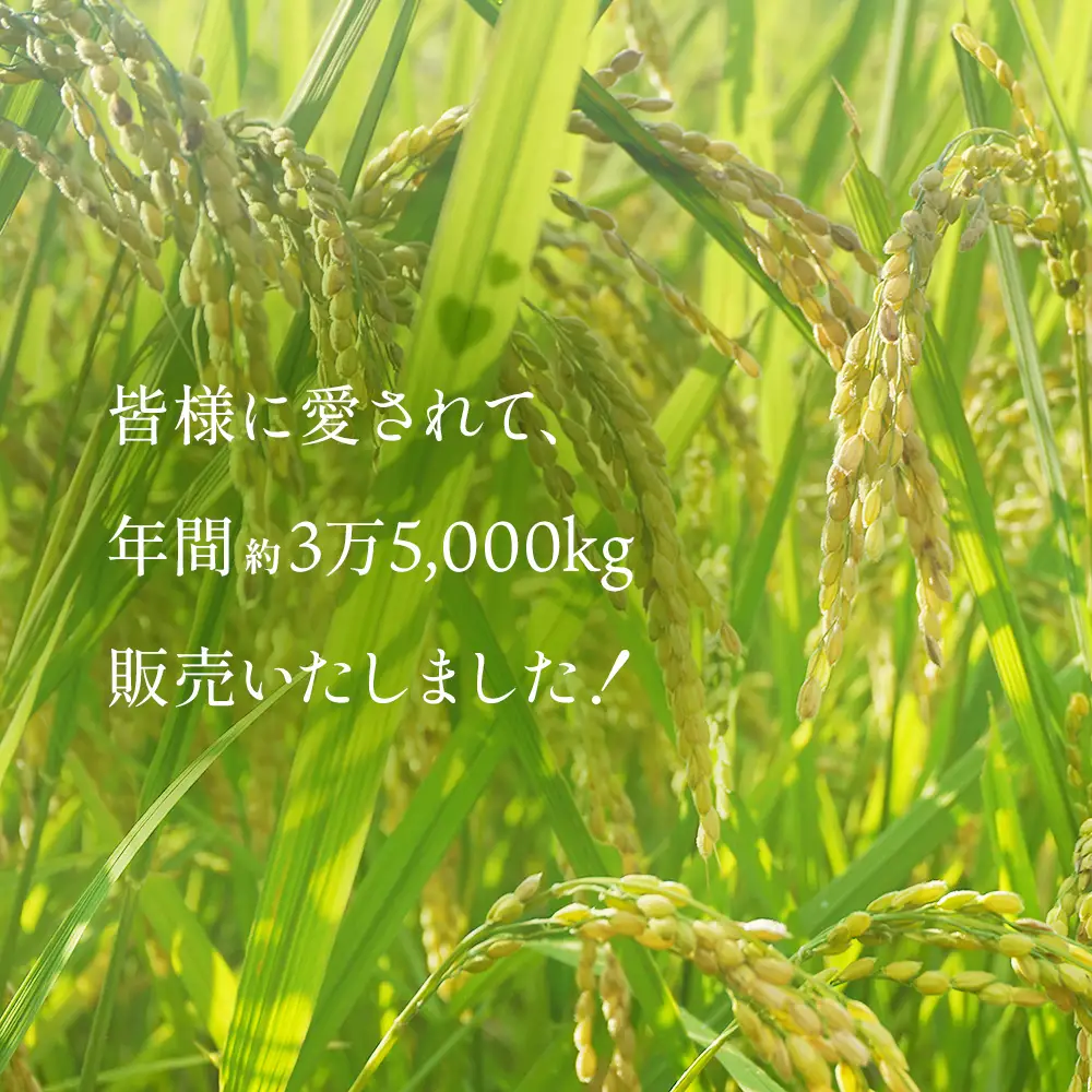令和7年産 富山県産 コシヒカリ 《ひみ穂波》 10kg　 富山県 氷見市 こしひかり