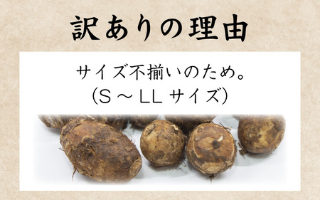 【先行予約】【訳あり】越前大野産 「純ちゃん農園の里芋3kg」サイズS～LL寸【10月中旬より順次発送】