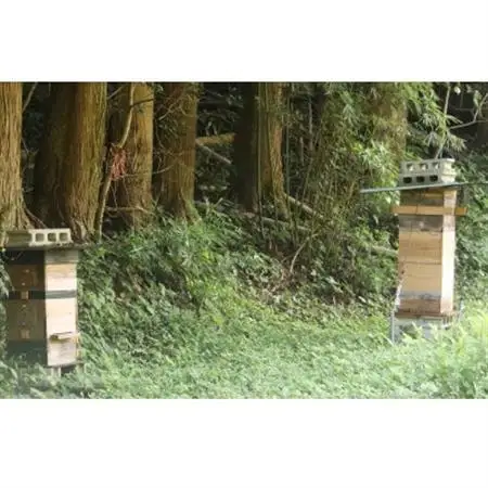 牟岐ハニー　日本ミツバチの百花蜜　600g【1433970】