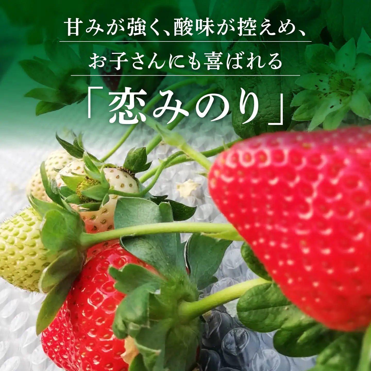 訳あり加工用いちご先行予約 恋みのり約1㎏苺いちごストロベリーイチゴ