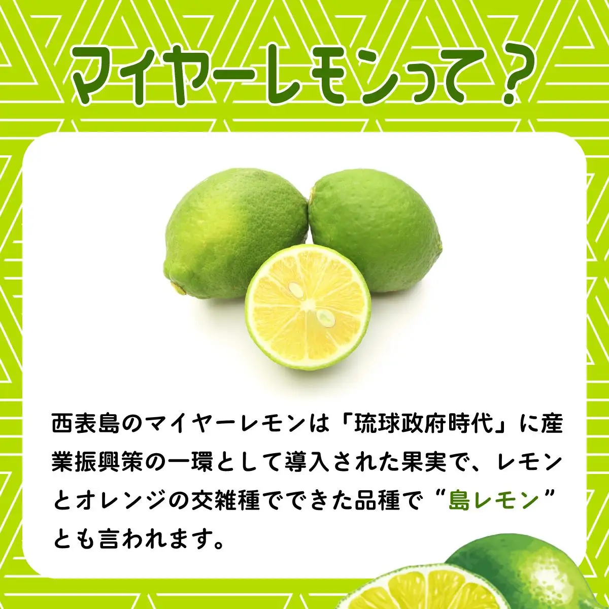 マイヤーレモン （島レモン）約2kg