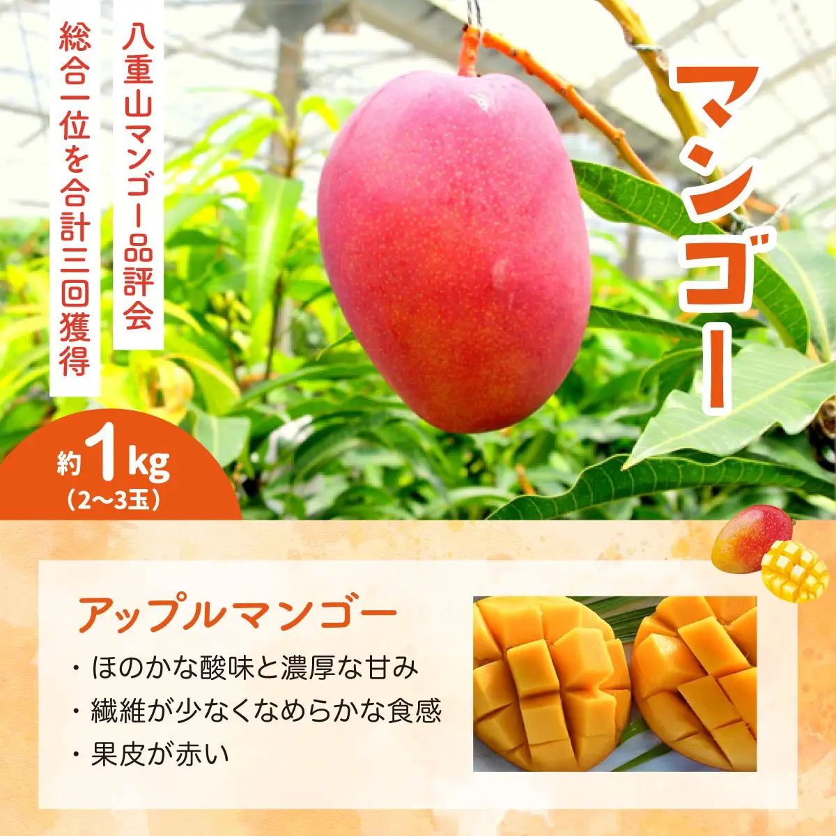 セット パイン 約1.5kg マンゴー 約1kg 