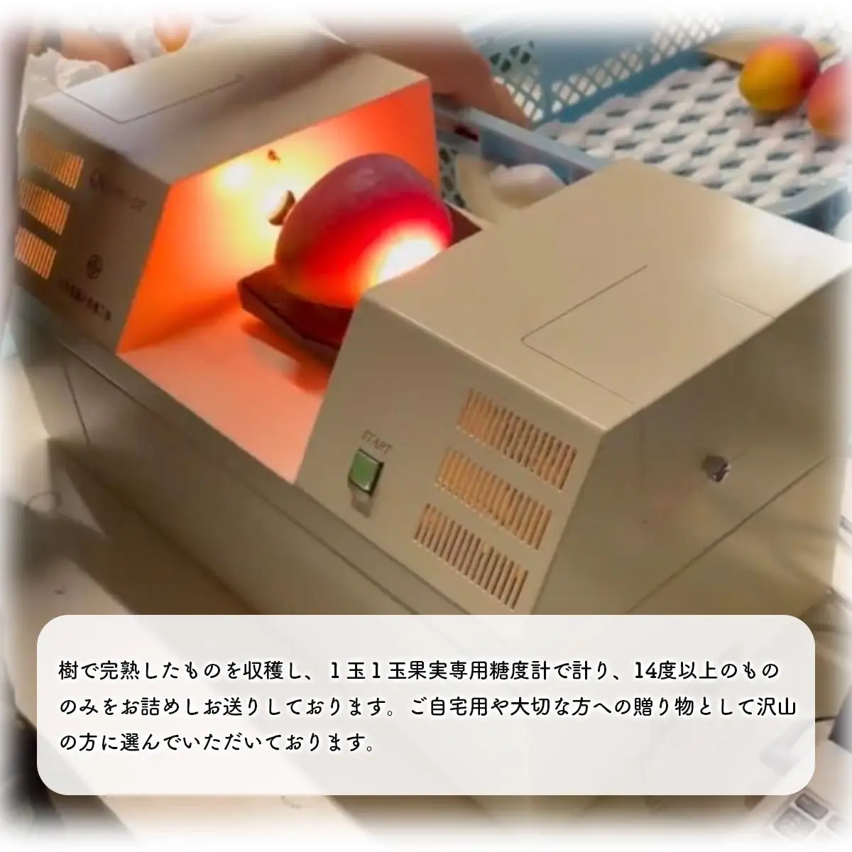 アップルマンゴー 約1kg 