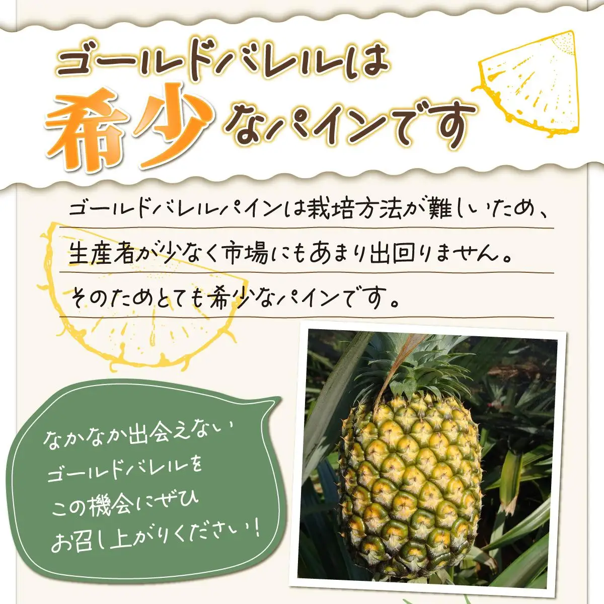 パイン ゴールドバレル 約3kg 