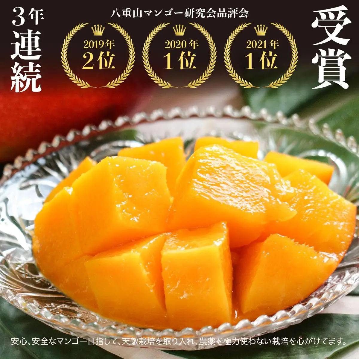 アップルマンゴー 約1kg 