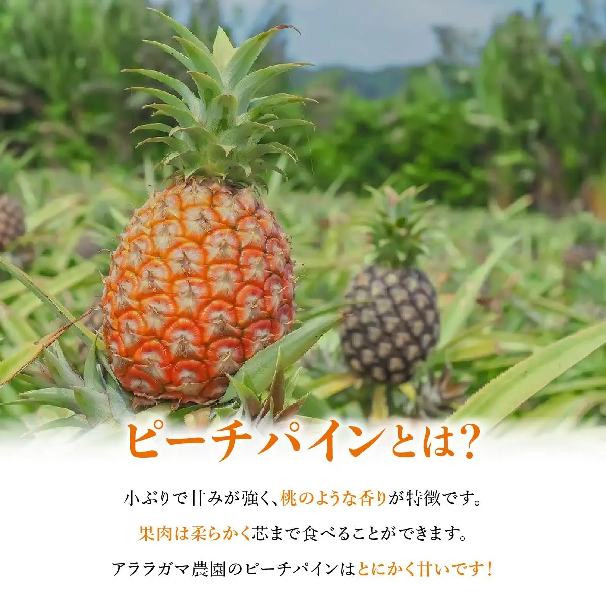 ピーチパイン2kg（2～4玉）