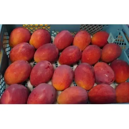 マンゴー 夏小紅 約1kg 