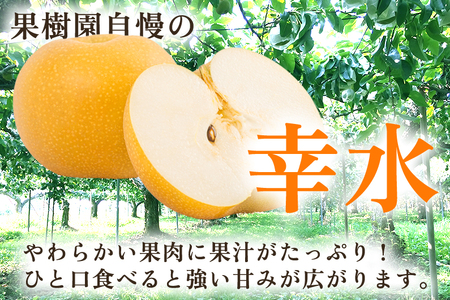 【2026年先行予約】新潟県産 厳選 幸水梨 3kg（7〜11玉）《8月上旬以降発送》 和梨 なし ナシ 果物 こうすい フルーツ 加茂市 いたみ果樹園