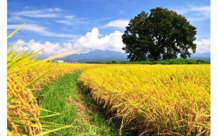米 令和7年 わに塚の桜米 精米 1.5kg [スーパークラフト 山梨県 韮崎市 20743166] お米 白米 精米 ごはん ご飯 ブランド米