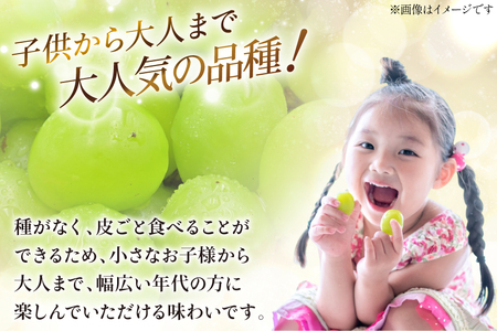 【2026年発送】先行受付 シャインマスカット 予約 約 1.2～1.3kg 2～ 3房 冷蔵発送 果物 フルーツ 山梨 ぶどう シャイン マスカット ブドウ 葡萄 種なし 厳選 旬 期間限定 季節限定 冷蔵 [斎庵 山梨県 韮崎市 20745280]