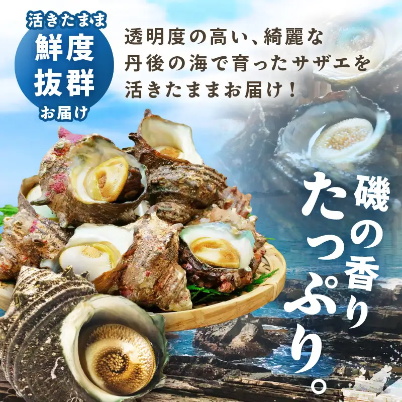 京丹後産さざえ2kg！活けサザエ