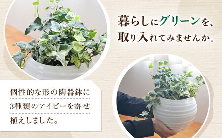 観葉植物アイビー ヘデラ 3種 ボール形  白 観葉植物 [ACYK006]