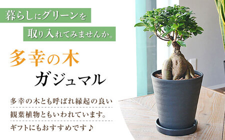 観葉植物 ガジュマル 多幸の木 6号 ブラックセラアート 鉢 / ガジュマル 鉢植え 観葉 植物 インテリア おしゃれ プレゼント / 大村市 /琴花園[ACYK015]