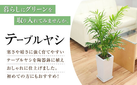 観葉植物チャメドレア 6号 白 観葉植物 [ACYK023]