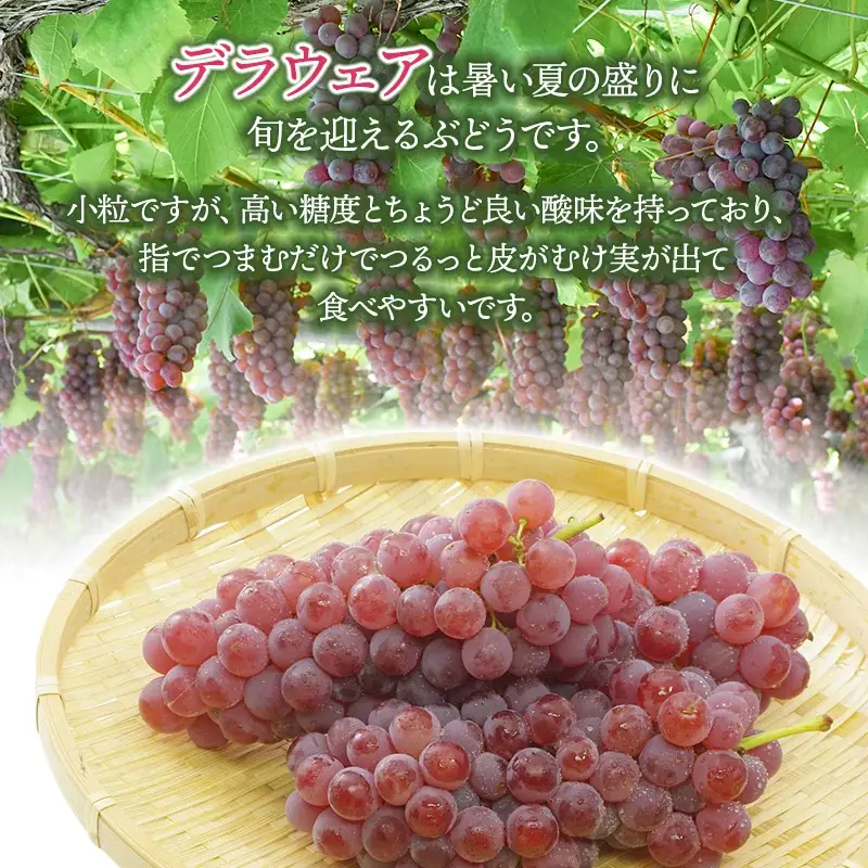 【令和8年産先行予約】 鶴岡市産 デラウェア 約1kg 佐藤農園