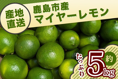 【産地直送】【農家直送】【予約受付】佐賀県鹿島市産　マイヤーレモン　5kg サイズ混合【９月～2月頃まで配送】 B-726