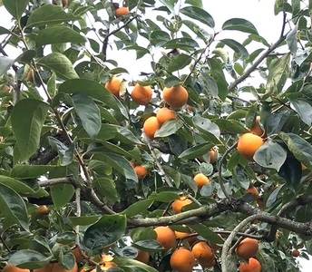 柿 富有柿【秀品】和歌山県産 約2kg【2026年11月中旬から2026年12月上旬発送】【A242-frks136A】
