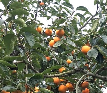 柿 富有柿【秀品】和歌山県産 約3.5kg【2026年11月中旬から2026年12月上旬発送】【A243-frks137】