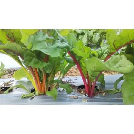 農家人が選んでお届けする「にし阿波の旬野菜詰合せ」　4～5品【配送不可地域：離島】【1432165】