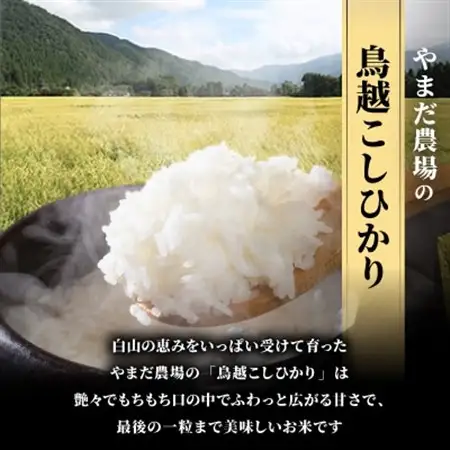 やまだ農場の鳥越こしひかり5kg　白米_ コシヒカリ 米 こしひかり_【1019155】