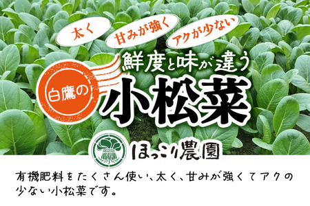 山形県白鷹町産 とれたて小松菜（5kg）個数限定 国産 旬 野菜 やさい こまつな