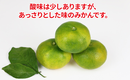 【ご家庭用】極早生みかん10kgWF|みかん(B010-024015)