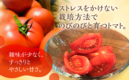 【先行予約】大玉トマト 3kg / トマト 池田農園