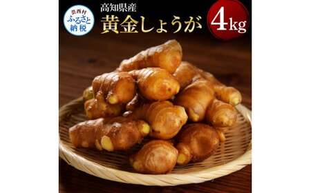 高知県産黄金しょうが4kg 