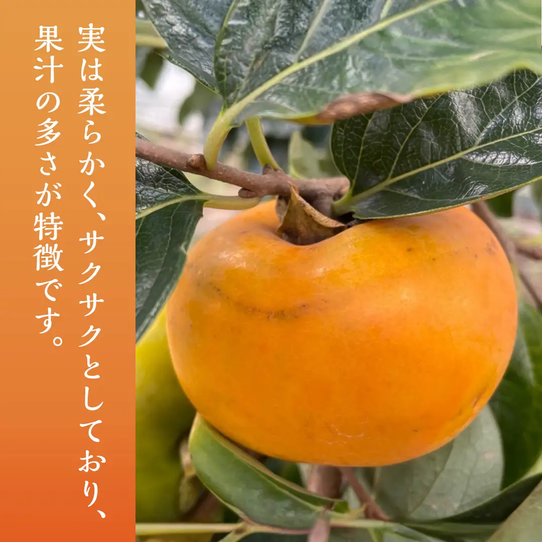 太豊柿  12～14玉 (茨城県共通返礼品 石岡市) 果物 くだもの フルーツ 柿 かき 2026年11月上旬以降発送 [DC011sa]