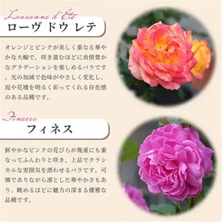 京阪園芸 バラ 鉢植え (未開花) 2鉢セット_花・観葉植物  花 _【1351042】