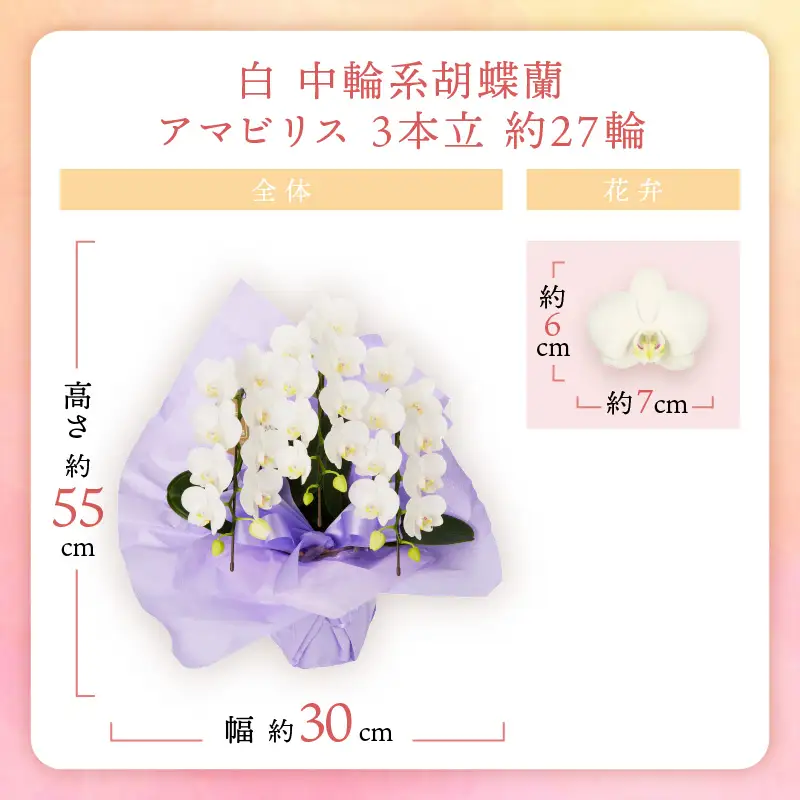 胡蝶蘭 白中輪アマビリス3本立 27輪【008D-002】