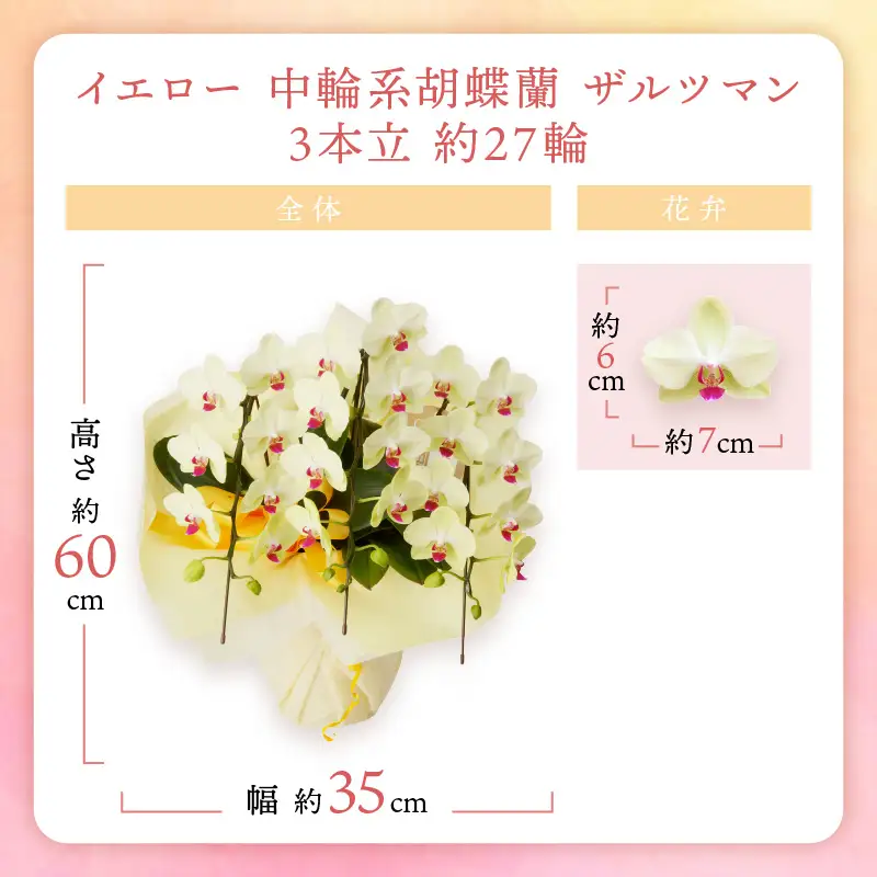 胡蝶蘭 イエロー中輪ザルツマン3本立 27輪【008C-005】