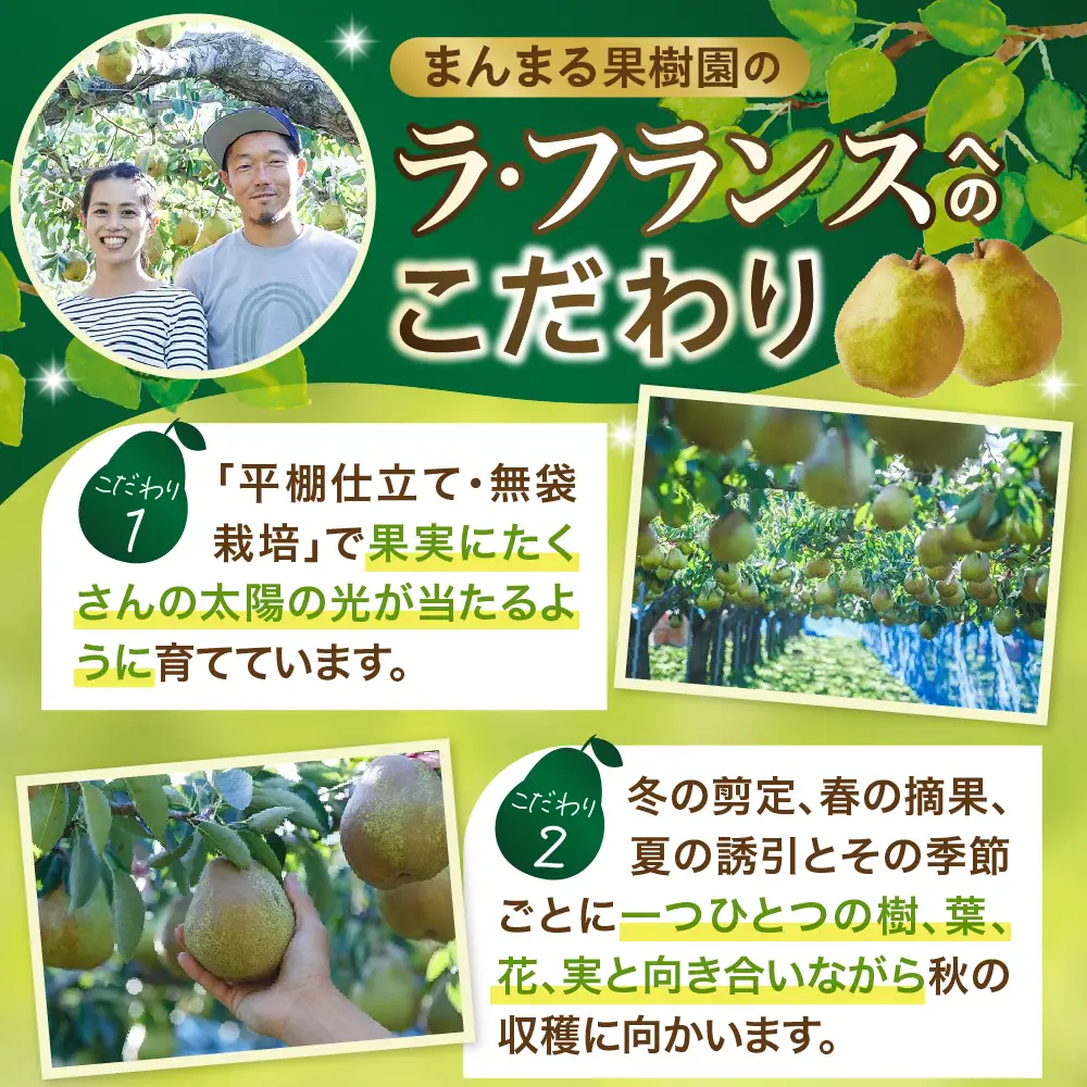 西洋梨（ラ・フランス）３ｋｇ　大玉　特秀品　贈答用　0055-2610