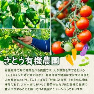 ＜先行予約受付中！2026年6月上旬より順次発送予定＞旬の有機野菜セットB(10～12品)やさい 詰合せ 詰め合わせ 季節 おまかせ お楽しみ【114500201】【さとう有機農園】