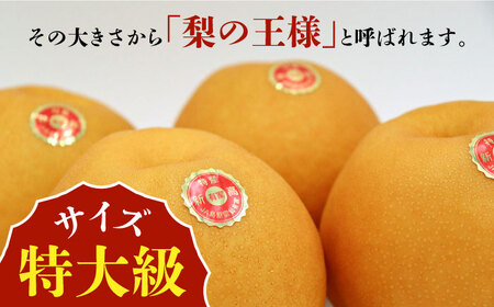 【2026年10月-発送】【あなたを満たす梨の王様】新高梨 約5kg 特大級 梨専門 八木農園 / 梨 なし ナシ / 南島原市 / 贅沢宝庫 [SDZ032]