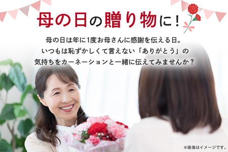 カーネーション オレンジ系 鉢植え 母の日 贈り物 A07-009 