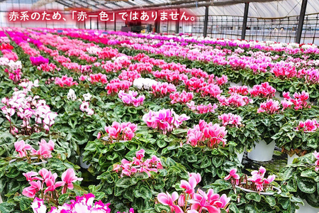 シクラメン 7号 赤系 フラワーギフト 鉢植え 鉢 ギフト ビッグサイズ 鉢花 お歳暮 ガーデンシクラメン ミニシクラメン プレゼント 希少 クリスマス 誕生日 結婚記念日 花ギフト